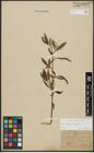Foto von Salix alba L. x Salix fragilis L.